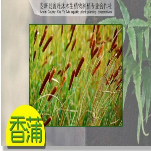 秦皇岛市专业生产【香蒲】 