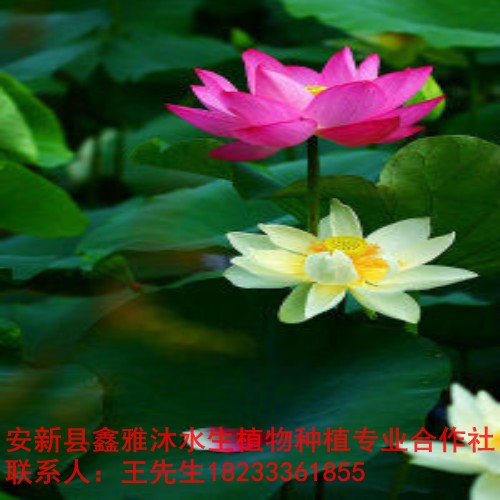 大兴区【荷花种植】18233361855 