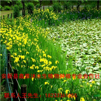 天津【水生植物】种植厂家电话 