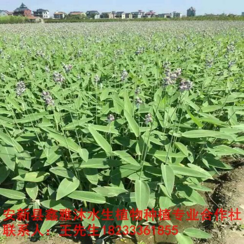 安康市【水生植物种苗】培育基地 