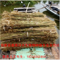 【找芦苇苗】就找鑫雅沐水生植物种植合作社 