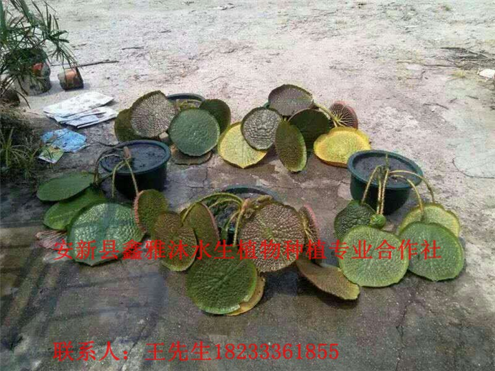 18233361855【王莲种苗】价格 
