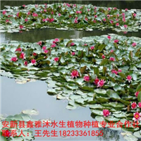 18233361855曲靖市【睡莲种植】培育基地 