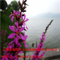 【找千屈菜苗】就找鑫雅沐公司 