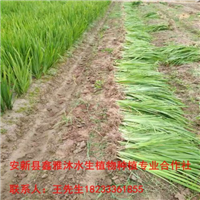 【水生植物基地】就找鑫雅沐水生植物公司 