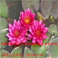 乌海【睡莲】种植厂家18233361855 