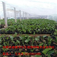 【找盆栽水生植物花卉】就找鑫雅沐公司 