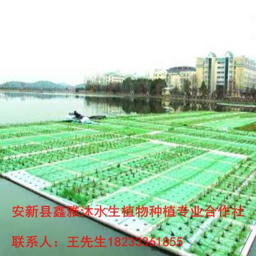 衡阳市【人工生态浮岛种植】与制作技术 