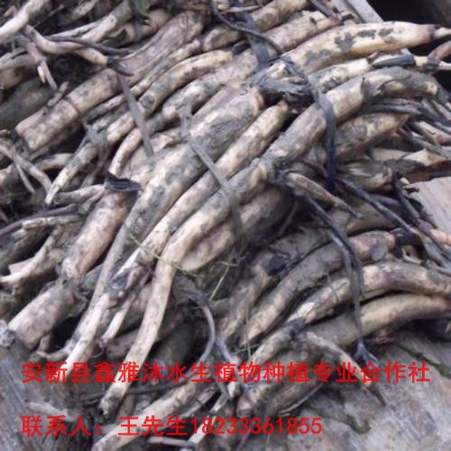 【荷花苗】的价格18233361855 