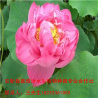 运城市【荷花种植】哪家好18233361855 