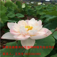 品种【荷花】种植18233361855 