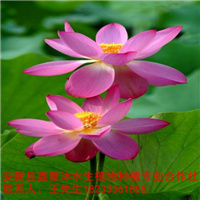 曲靖市【荷花种植】种苗培育厂家 