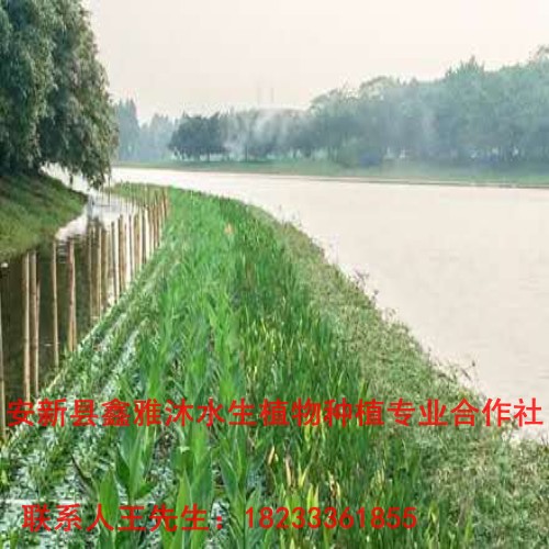 18233361855庆云县【生态人工浮岛制作】 