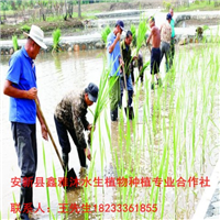 18233361855常年种植各种【水生植物】 
