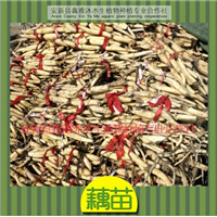18233361855邢台市的【【藕苗】】 