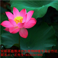 18233361855【耐寒荷花种植】方法 