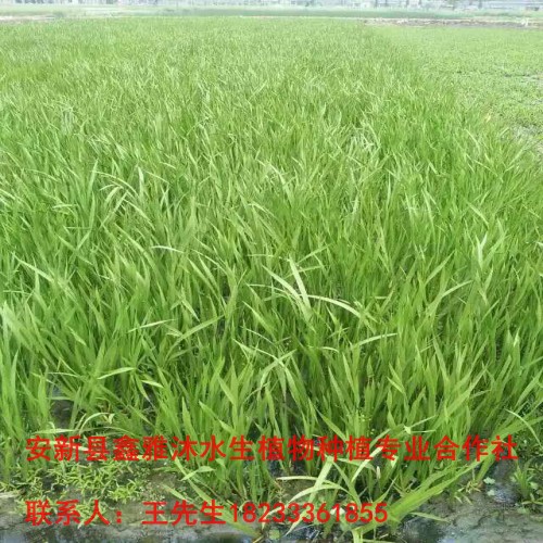 求购优质【香蒲苗】就找鑫雅沐公司 
