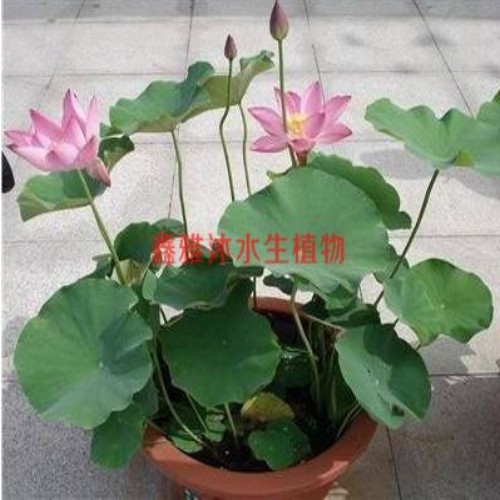 哪有卖【盆栽荷花】的 