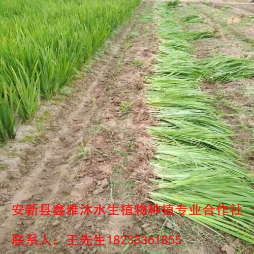 18233361855株洲市种植各种【水生鸢尾】 