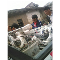 岳西县肉鸽养殖 