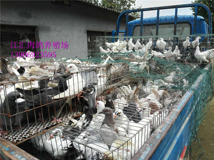 怀宁肉鸽养殖