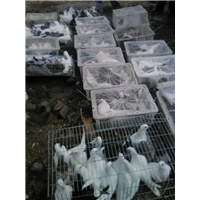 蕲春县肉鸽养殖 