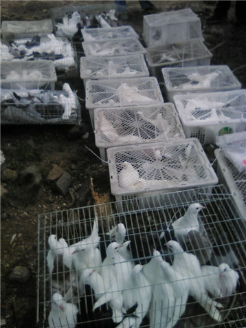 蕲春县肉鸽养殖 