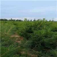 陕西樟子松基地