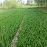 西北沙地柏a西北沙地柏基地 
