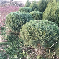 宝鸡沙地柏价格 