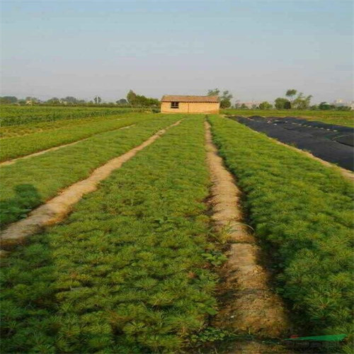 陕西大型苗圃苗木基地