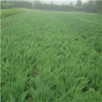 沙地柏属于什么植物