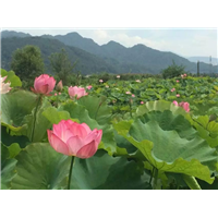 腾冲汽车租赁 