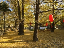 腾冲银杏村