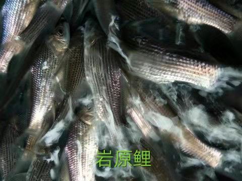 重庆鱼苗养殖基地