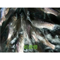 重庆鱼苗养殖基地