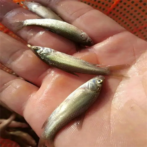 贵州鱼苗