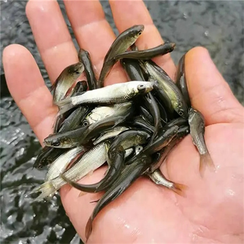 贵州鱼苗