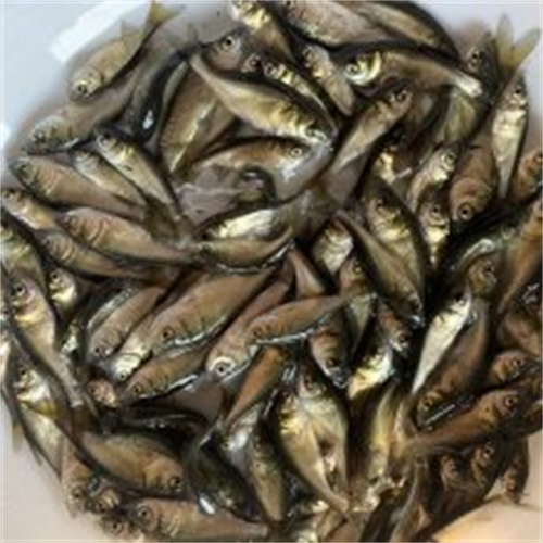 重庆鲫鱼苗批发