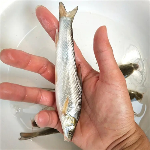 贵州鱼苗批发