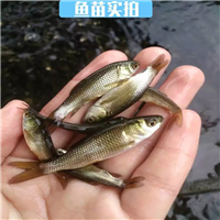 重庆草鱼形态特征