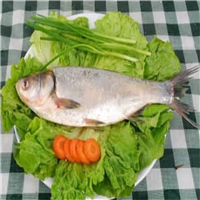 重庆鱼苗鲢鱼体型特征