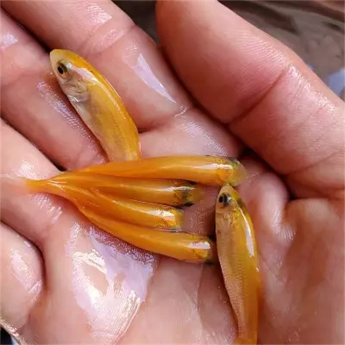 重庆草鱼生活习性