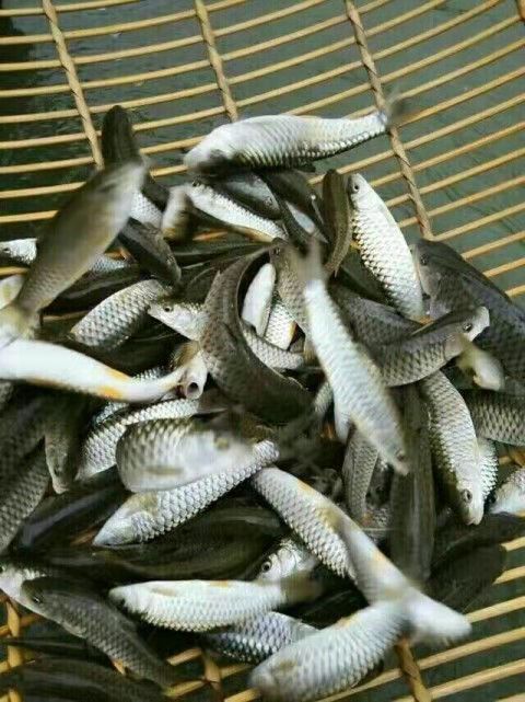 重庆鱼苗养殖基地