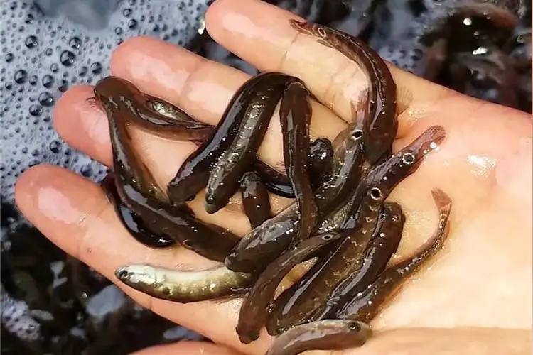 贵州鱼苗