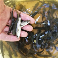 重庆青鱼分布