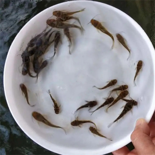 贵州鱼苗