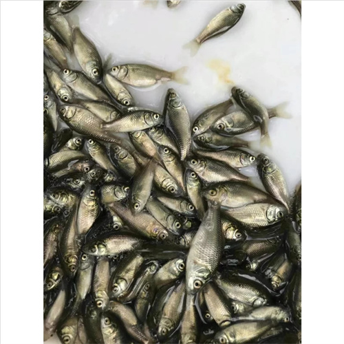 重庆鲫鱼苗批发价格