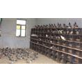 黑龙江肉鸽-黑龙江肉鸽批发