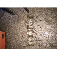 宁波灭老鼠